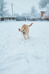 Fawn labrador runs in the snow