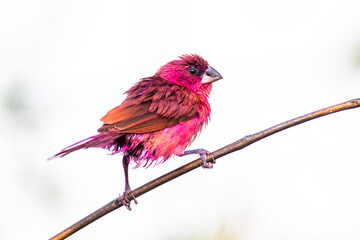 The scaly-breasted munia or spotted munia (Lonchura punctulata)