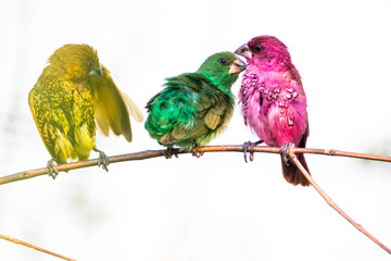 The scaly-breasted munia or spotted munia (Lonchura punctulata)