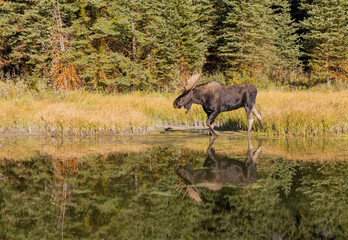 Bull Moose Reflection in Autumn in Wyoming
