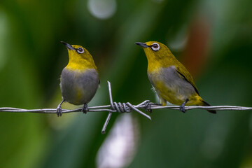 The Javan white-eye (Zosterops flavus) 