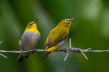 The Javan white-eye (Zosterops flavus) 