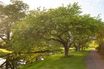 Beautiful trees along the river in the park on a clear day