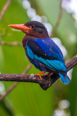 The Javan kingfisher (Halcyon cyanoventris)