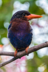 The Javan kingfisher (Halcyon cyanoventris)