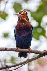 The Javan kingfisher (Halcyon cyanoventris)