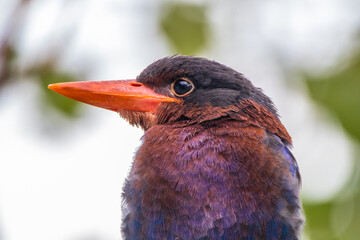 The Javan kingfisher (Halcyon cyanoventris)