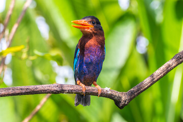 The Javan kingfisher (Halcyon cyanoventris)
