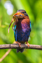 The Javan kingfisher (Halcyon cyanoventris)