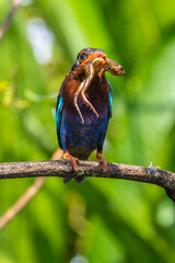 The Javan kingfisher (Halcyon cyanoventris)