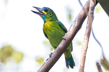 The yellow-eared barbet (Psilopogon australis)