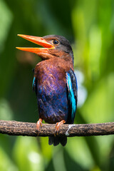 The Javan kingfisher (Halcyon cyanoventris)