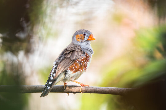 "Taeniopygia Guttata" Images – Browse 2,183 Stock Photos, Vectors, and