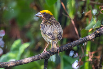 Fototapeta premium The Asian golden weaver (Ploceus hypoxanthus)