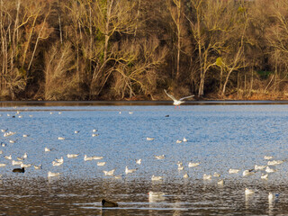 oiseaux dans la Base de Loisirs de Verneuil sur Seine dans les Yvelines en France