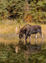 Bull Moose Reflection in Autumn in Wyoming
