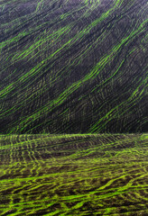 Texture of green hills