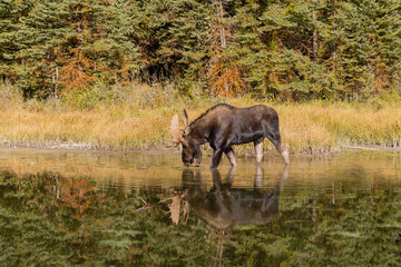 Naklejka na ściany i meble Bull Moose Reflection in Autumn in Wyoming