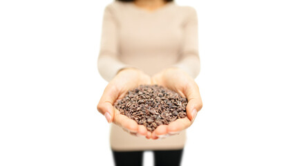 Cacao nibs from cocoa beans. Superfood - woman showing handful heap of raw cacao nibs as part of healthy eating lifestyle. Isolated cutout PNG on transparent background