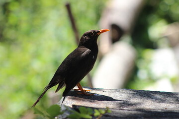 Birds