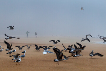 seagulls on the beach