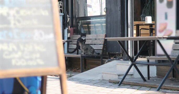 Black and spotted cats fight on the street on a bench near a cafe.
