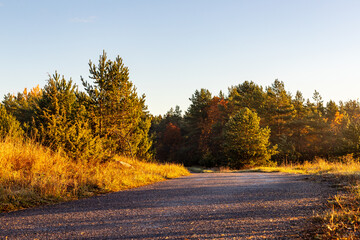 The sun rises in a beautiful autumnal forest with an asphalt road leading through it. Along the road into the autumn morning