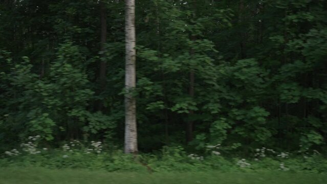 Slow motion driving plate side view of mixed forest in summer smooth ride