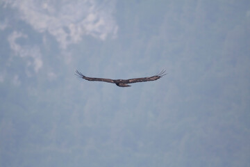 Golden eagle in flight (Aquila chrysaetos)