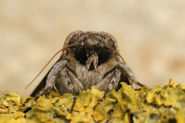 Frontal detailed closeup of the figure of eighty owlet moth, Tethea ocularis