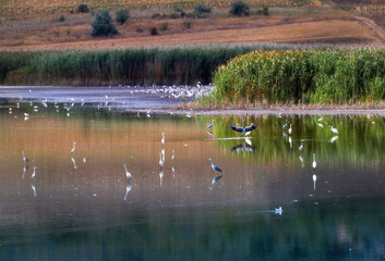 reeds and birds in the lake