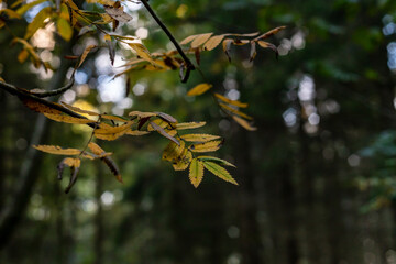 Rowan tree leaves at late autumn day. Dark photo of golden, green, brown rowan leaves at forest background. Branch of yellow autumn leaves at blurred forest background.