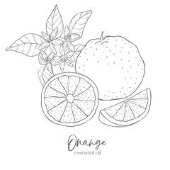 Line Art Orange Label. Elements of Fruits and Flowers. Vector Illustration on white Background.