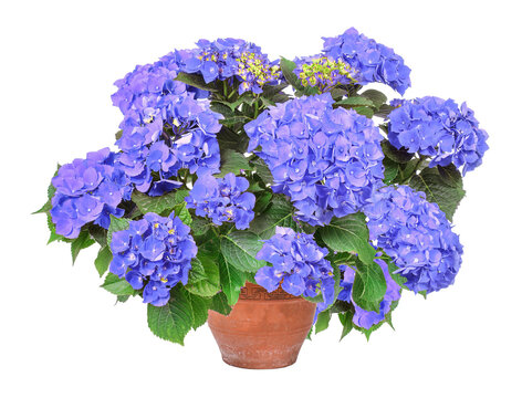 Blue flowering hydrangea in a clay pot, transparent background