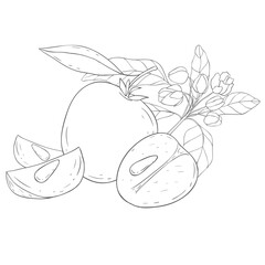 Line Art Chikoo. Elements of Fruits and Flowers. Vector Illustration on white Background.