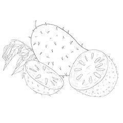 Line Art Soursop. Elements of Fruits and Flowers. Vector Illustration on white Background.