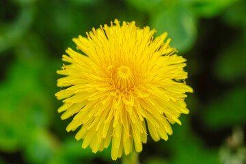 Yellow flowers of dandelions in green backgrounds. Spring and summer background
