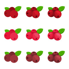 A vector drawn cranberry illustration with various colors and amount of details