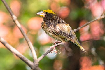 The Asian golden weaver (Ploceus hypoxanthus)