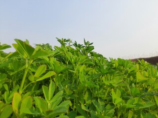 Fenugreek plant in field. Fresh Green Fenugreek Leaves. Green background. It is a most popular Greens and vegetable. Leafy vegetables. Its seeds and leaves are used in Indian food.
