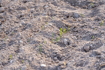 Young plants of winter wheat. Young wheat crop in a field. Field of young wheat, barley, rye. Young green wheat growing in soil.