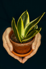 A top view of two hands holding a brown terracotta  pot with a green plant in it.