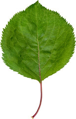 Fototapeta premium Green leaf
