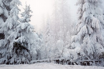 Beautiful winter scenery with snow-covered spruce trees in Tatras Mountains, Poland