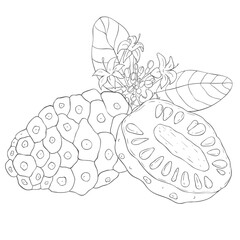Line Art Noni Fruit and Blossom. Vector Illustration on white Background.