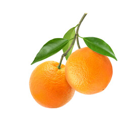 Two orange fruits hanging with branch isolated on white background. Clipping path.