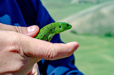 Долгие горы