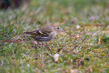 a common siskin female, carduelis spinus, on the green lawn at a spring morning
