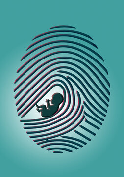 A fingerprint is seen with a human fetus in a 3-d illustration about if or when does a fetus become a human being with regards to abortion rights arguments.