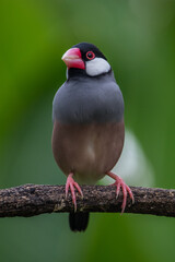The Java sparrow (Padda oryzivora)